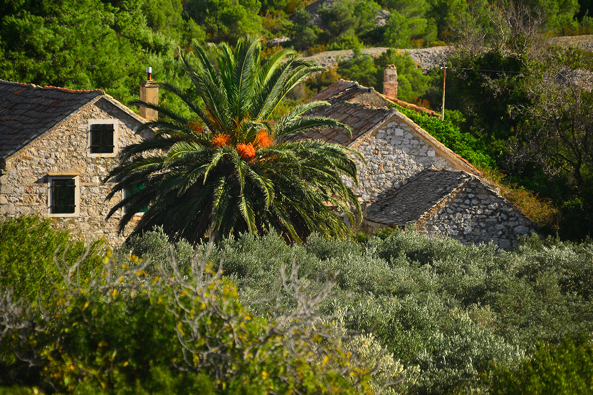_DVD-4-BOX-5_DSC3271 Old stone houses and palm trees in the interior of the island of Vis