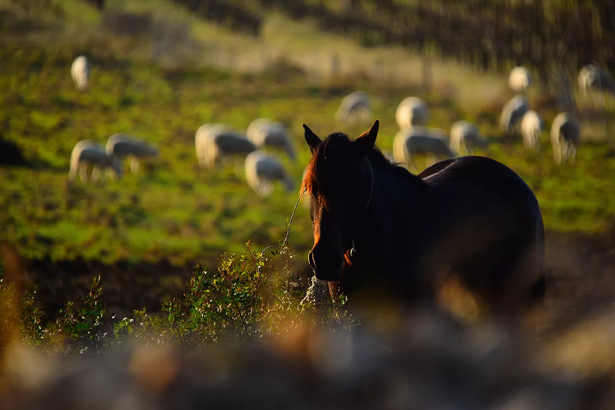 A horse in the foreground and a flock of sheep behind it in the interior of the island of Vis